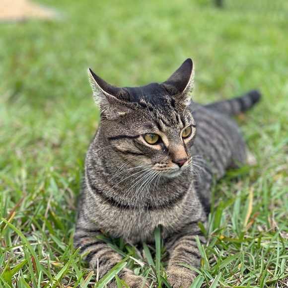 This is Nugget! - Picture 7 of 9